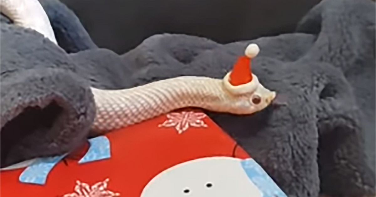 уж