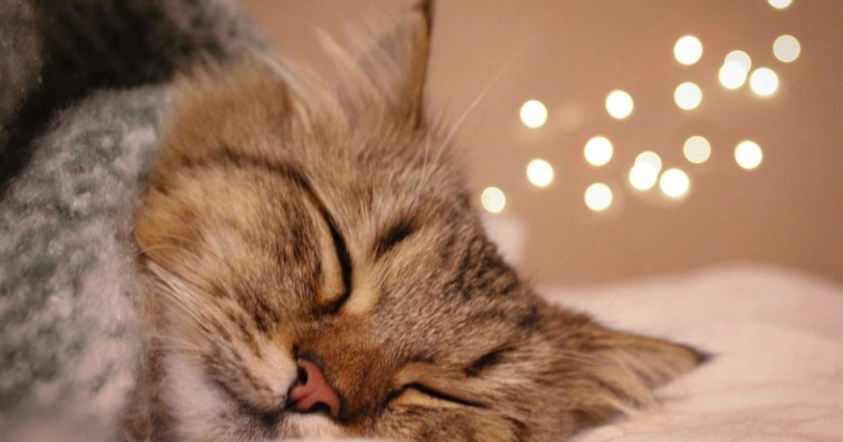 котик