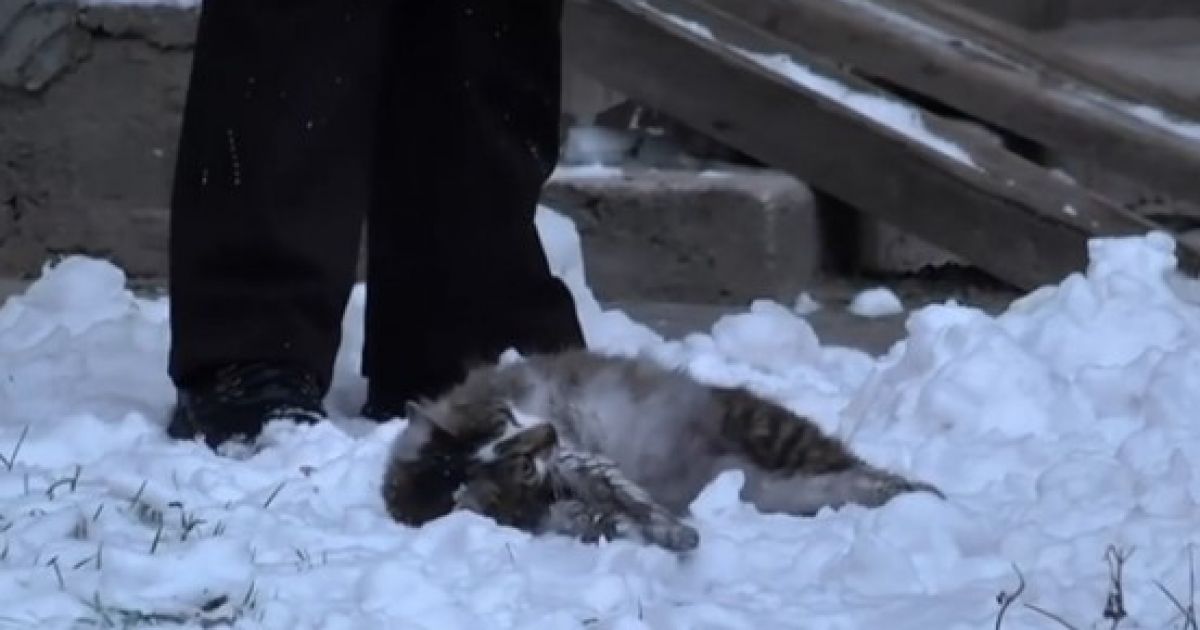 кошка