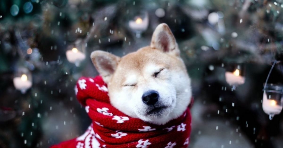 собака