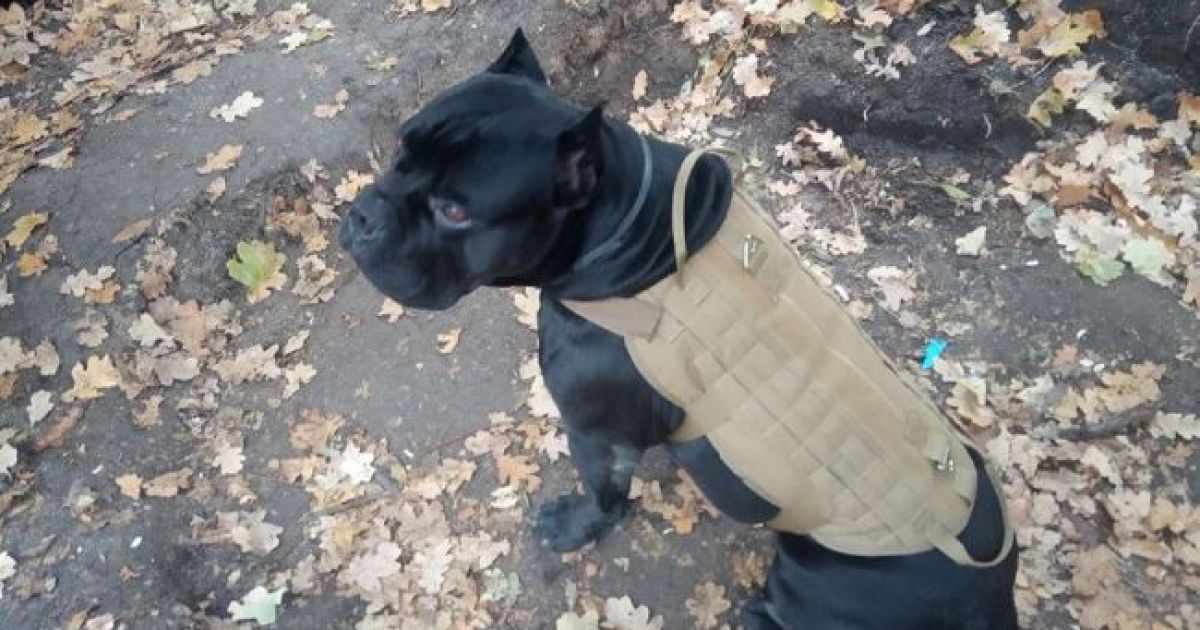 собака