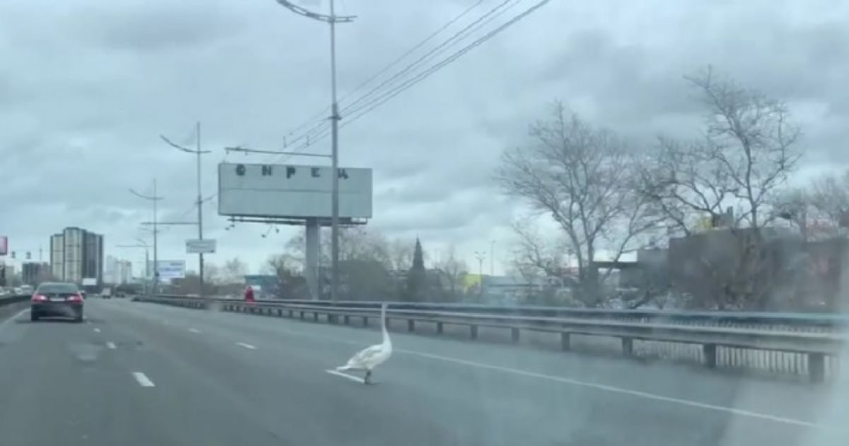 гусь