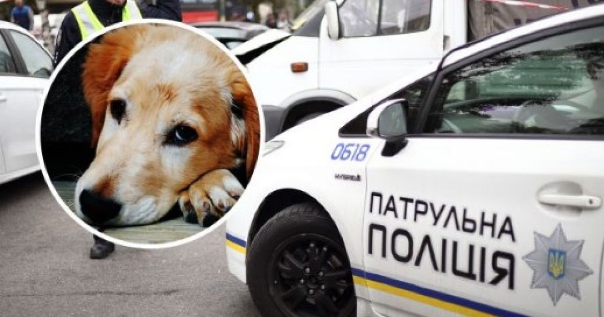 собака