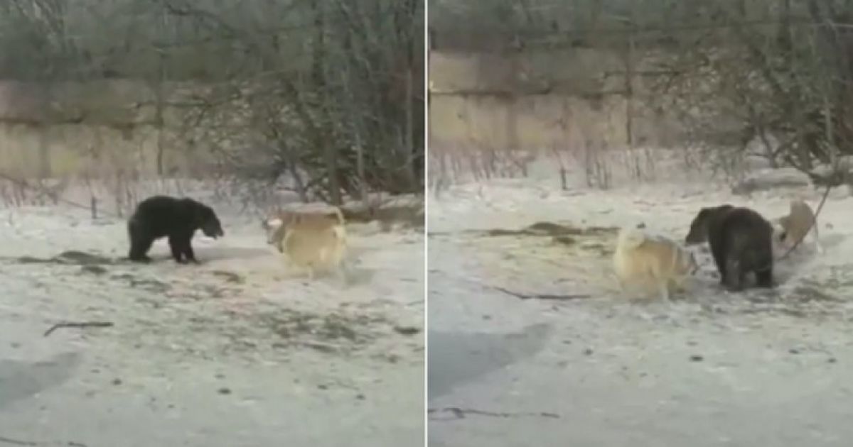 медведь