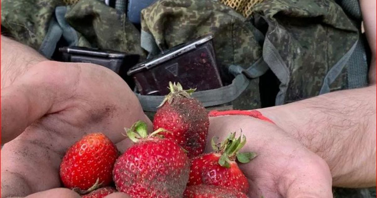 оккупанты на клубнике