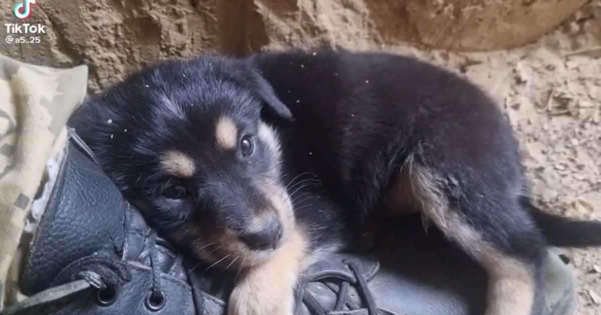 щенок в окопе