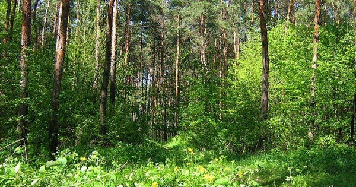 Лес