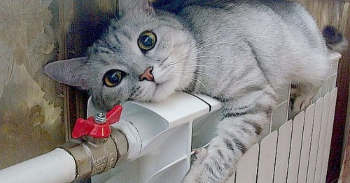 кот на батарее