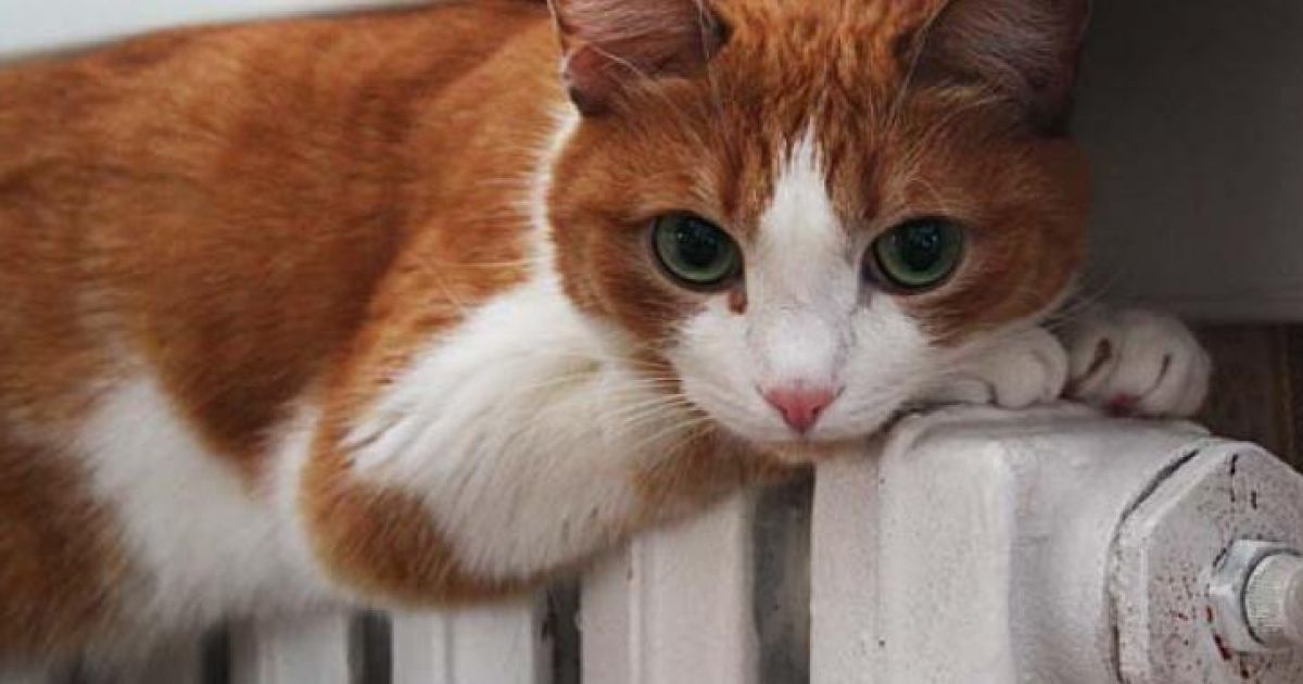 Кошка на батарее