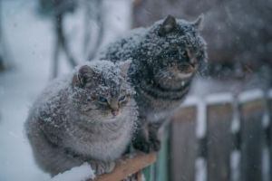 снегопад