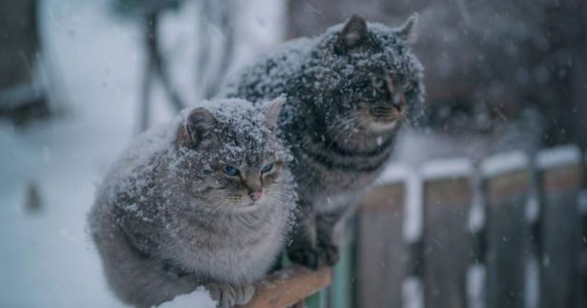 снегопад
