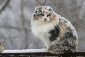 Погода