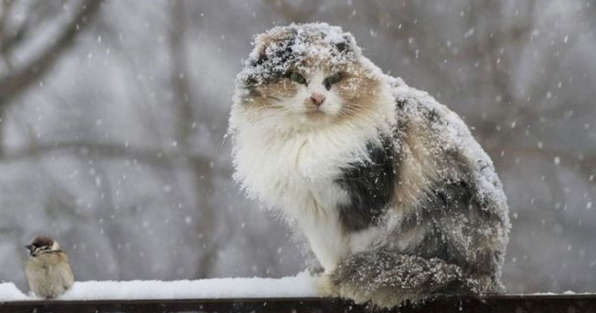 Погода