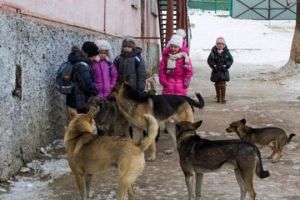 бродячие собаки