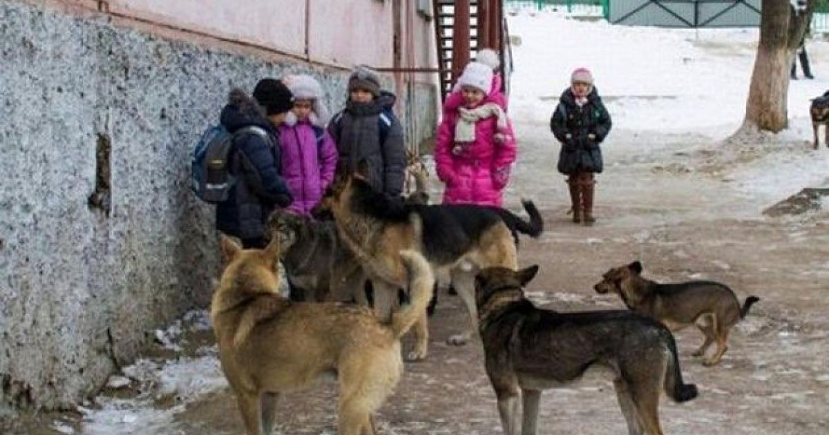 бродячие собаки