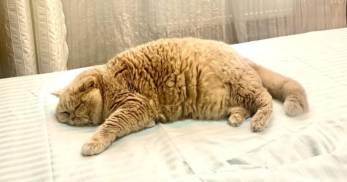 Кот дома