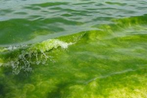 Зелёная вода