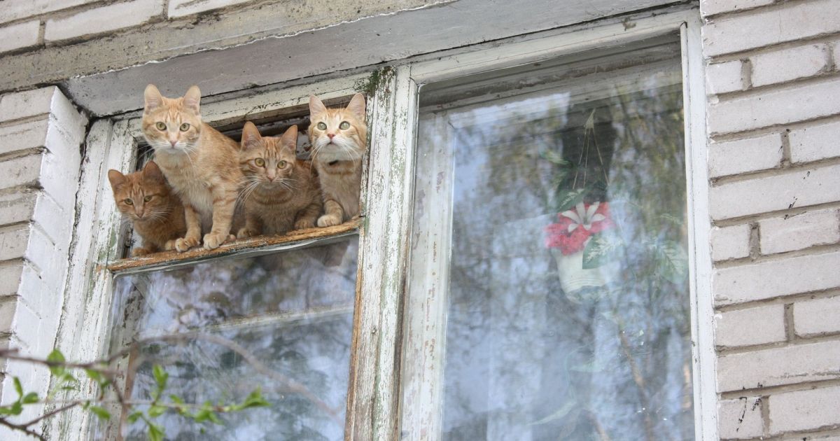 Коты