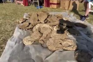 Коровьи лепешки