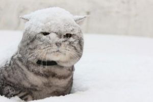 зима
