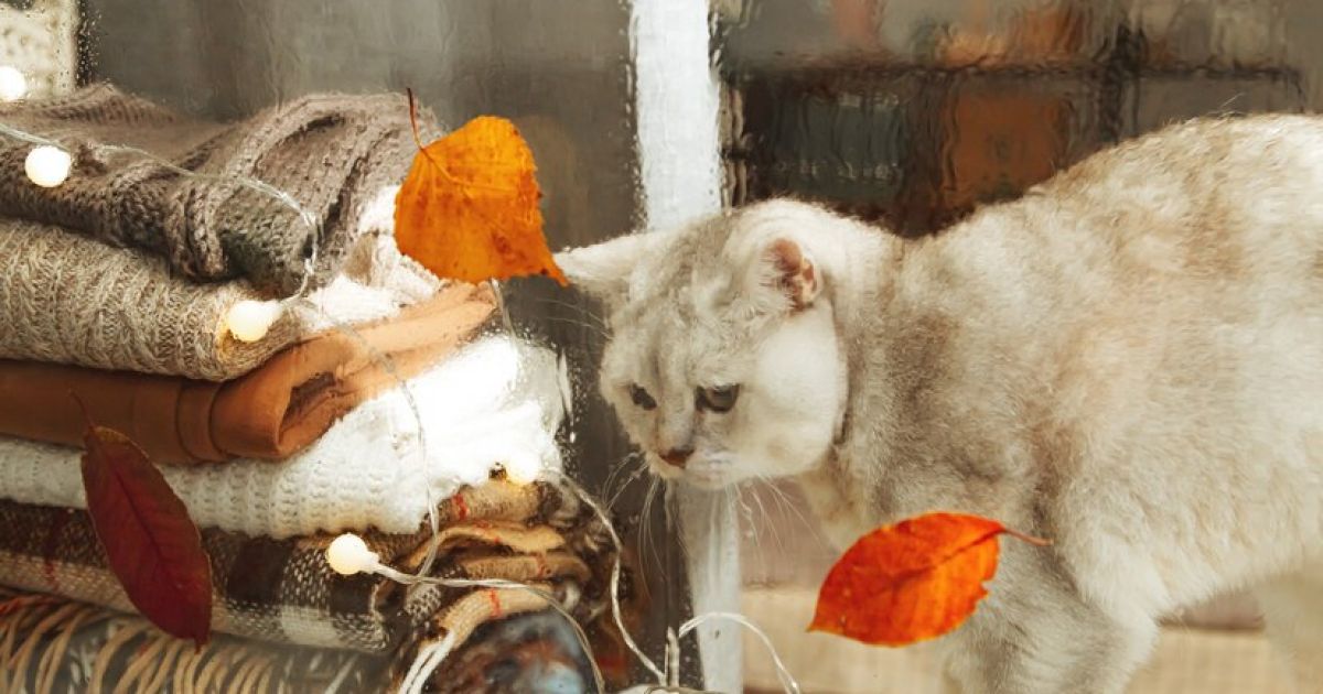 Погода