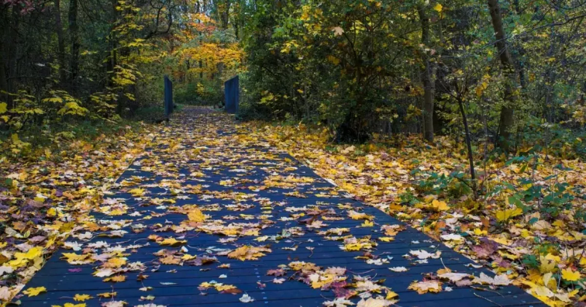 Погода