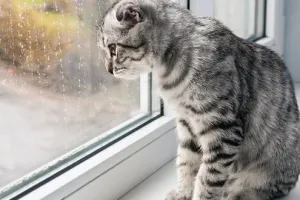 погода