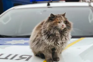 Коти