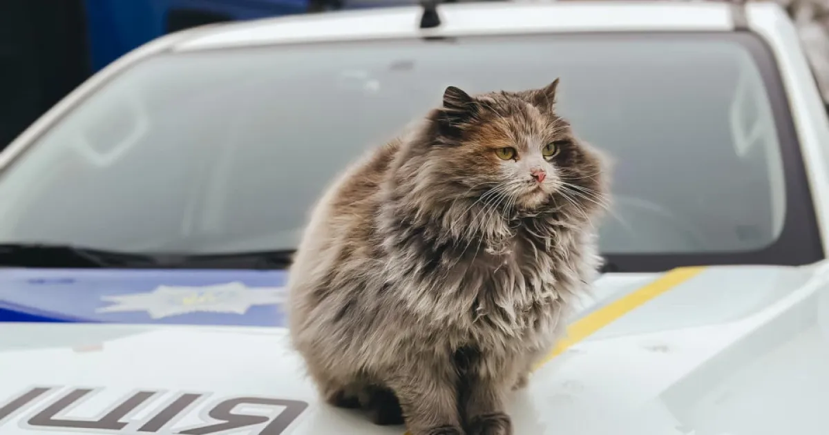 Коти