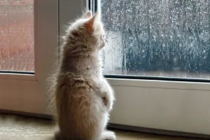 Погода