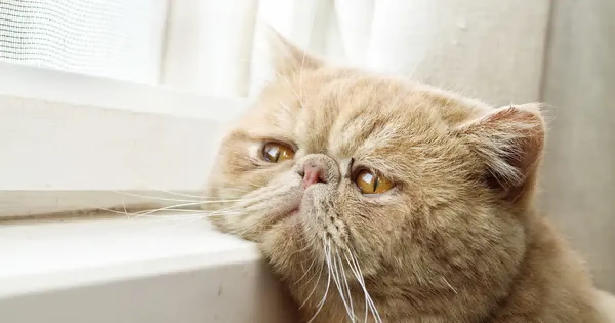 Кот