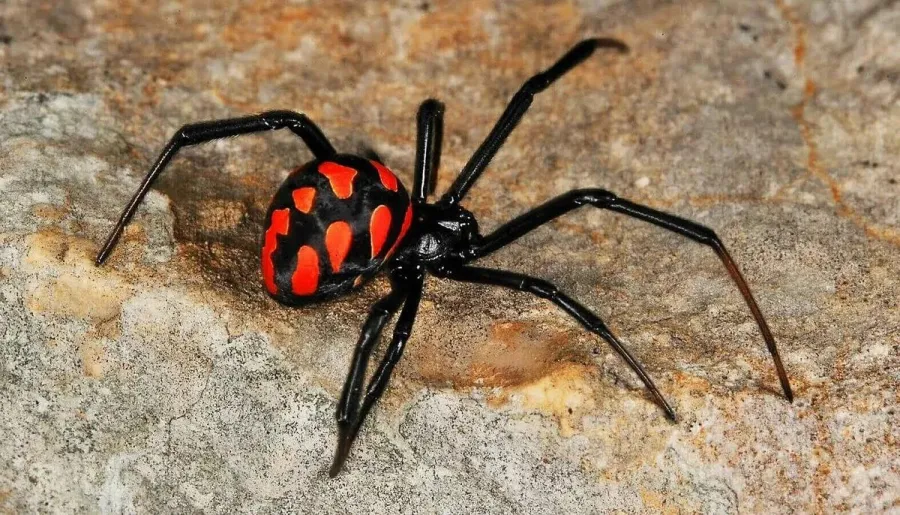 Ядовитый паук
