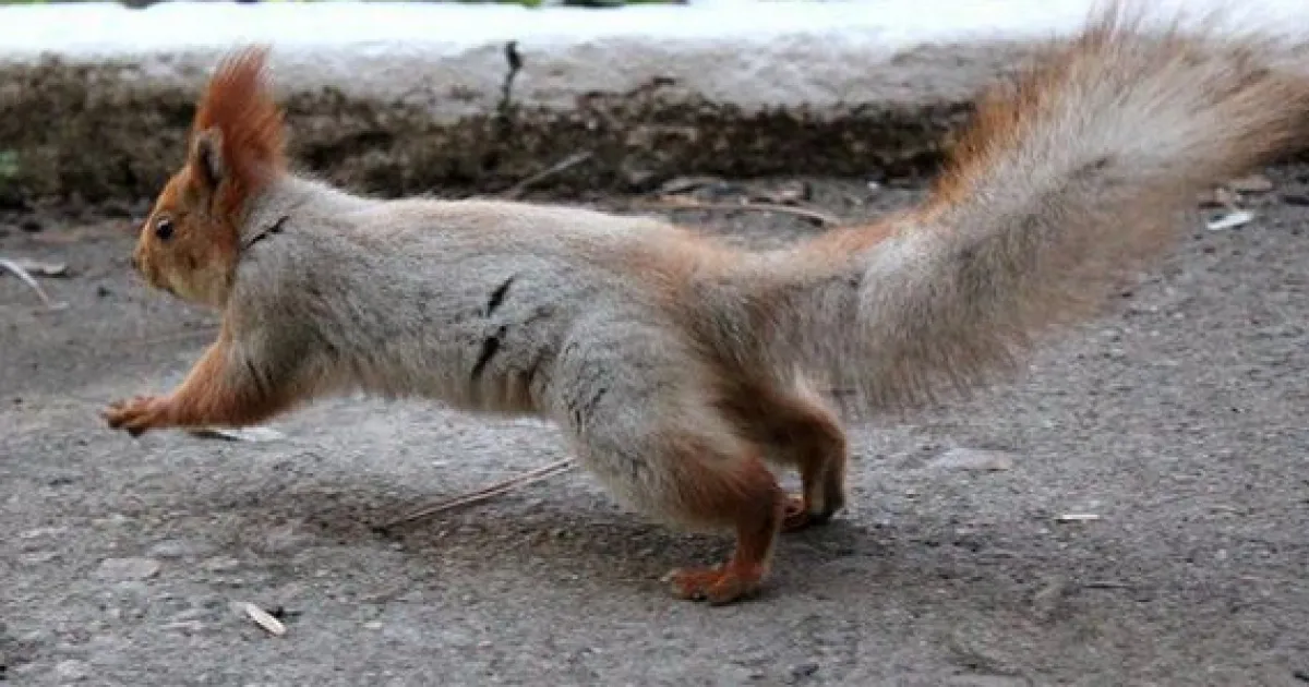 белка