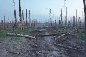Серебрянский лес