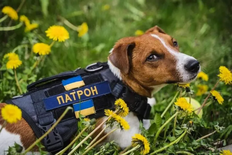 Пес Патрон