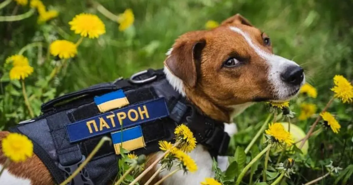 Пес Патрон