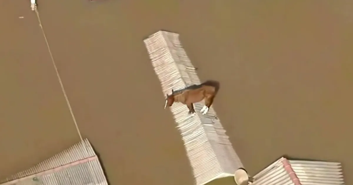 Кінь