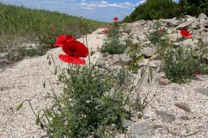 Ліс
