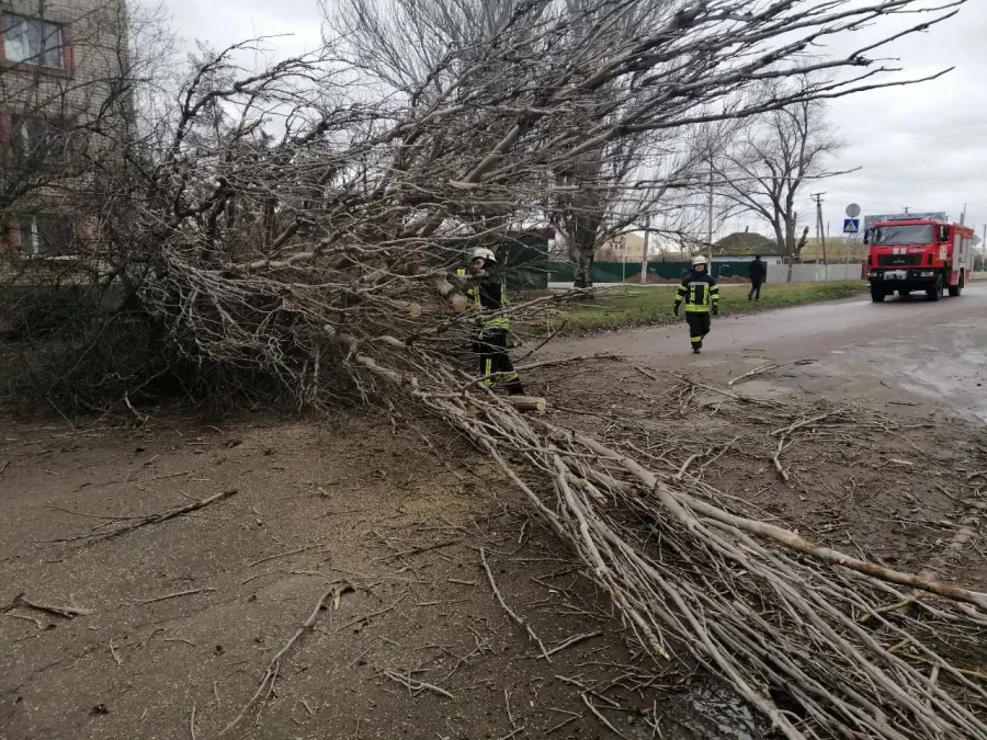 повалено дерево