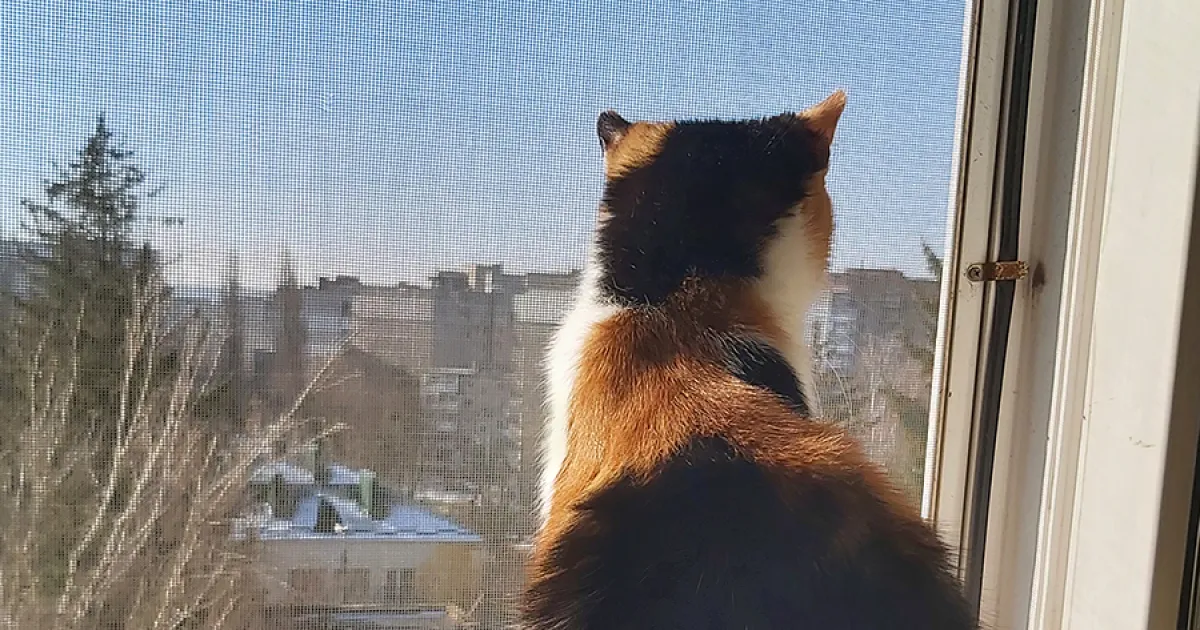 Погода