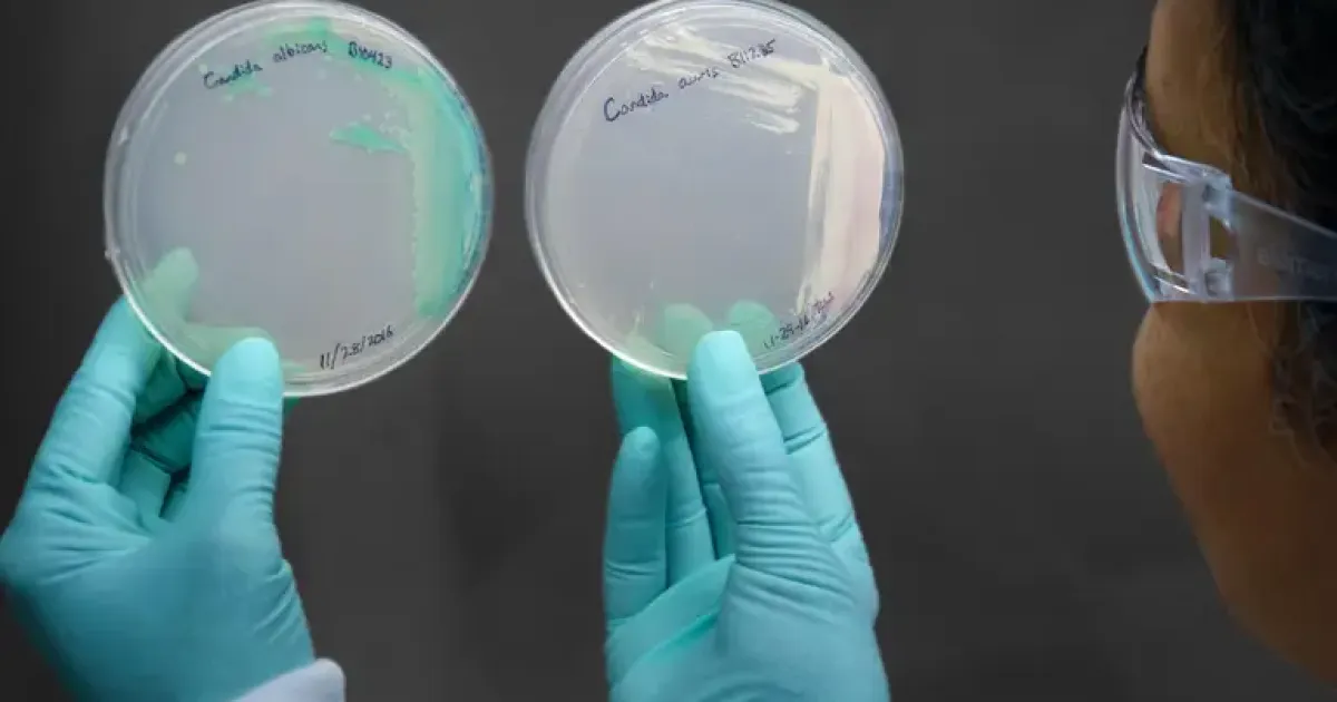 Грибок Candida auris