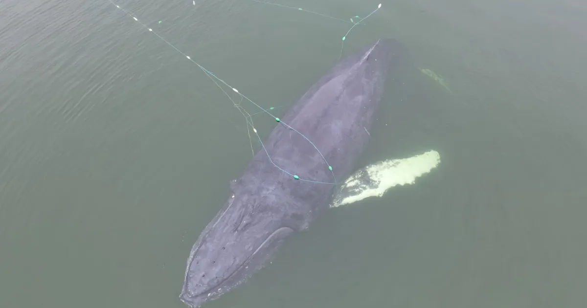 горбатый кит