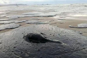 В морі гинуть дельфіни