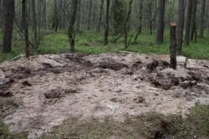 лес, Польша