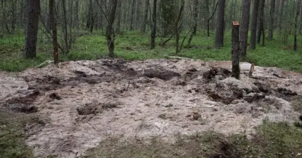 лес, Польша