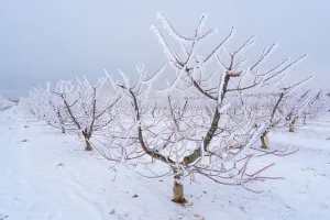заморозки