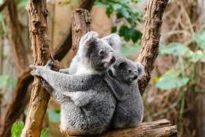 коали -коалы
