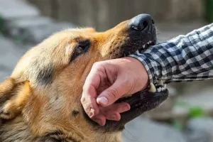 собака