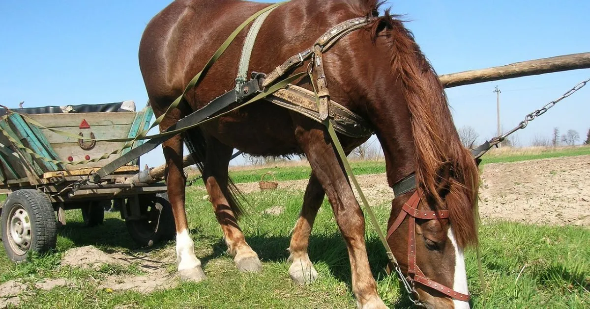 seyalka