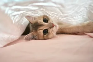 koshka